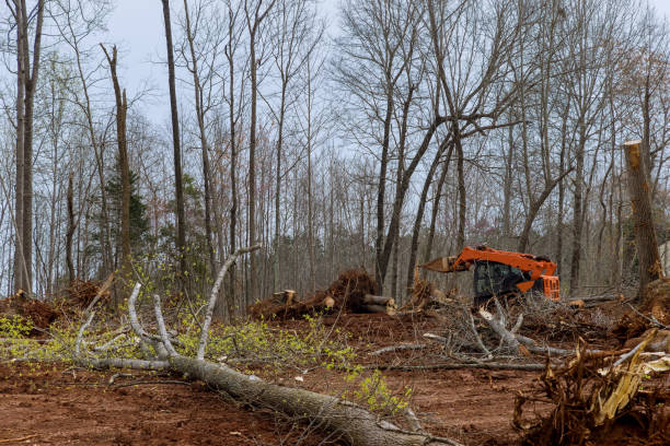 How Our Tree Care Process Works  in  Hudson, OH