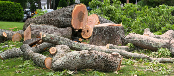 Best Tree Preservation Services  in Hudson, OH