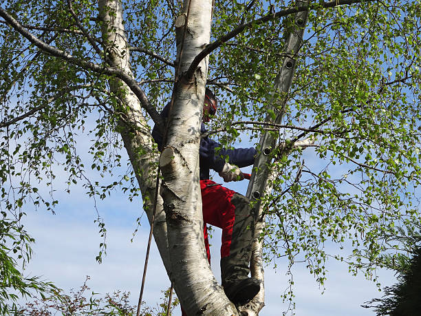 Trusted Hudson, OH Tree Removal Services Experts