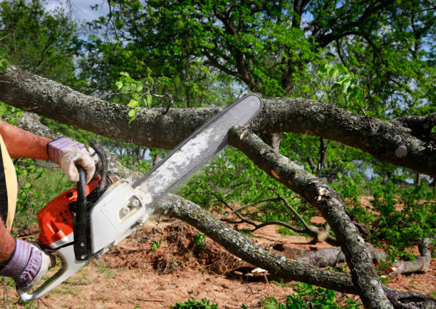 Best Tree Cabling and Bracing  in Hudson, OH